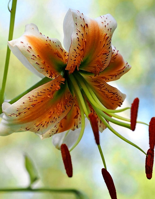 Лилия Леди Элис 