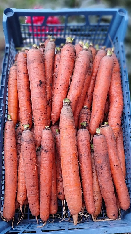 Морковь Санькина Любовь F1 (УД) 1 гр цв.п