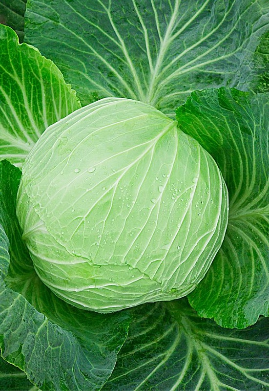 Капуста белокочанная СБ-3 F1 0,5 гр цв.п.