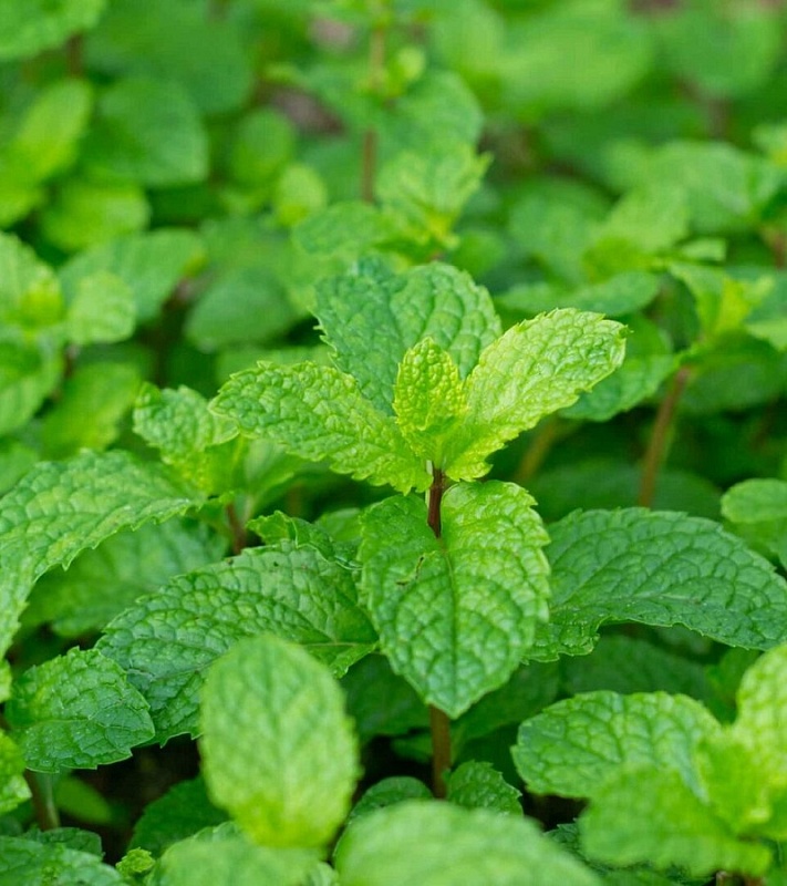 Мята Морозко ASF 1 шт Р9