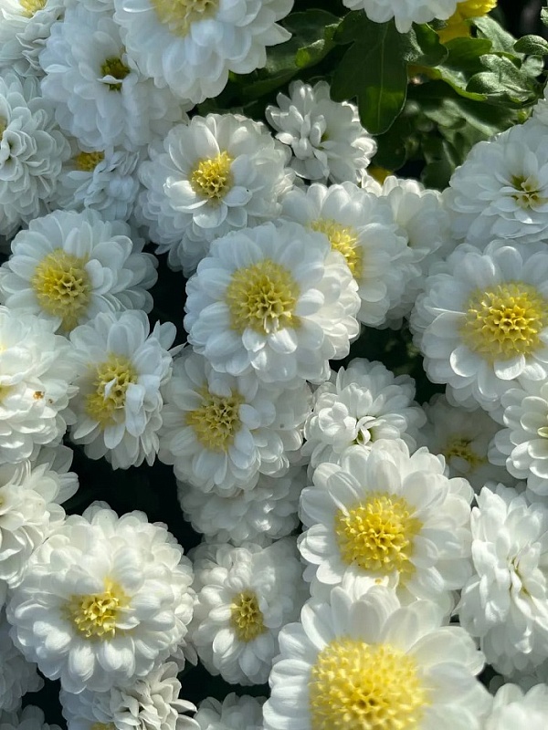 Хризантема Мультифлора Элфи Спорт ASF 1 шт Р9