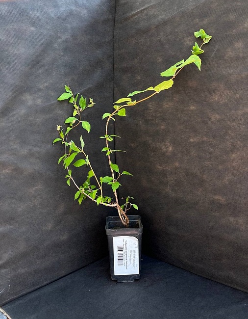 Чубушник венечный Инносенс 1 шт Р9