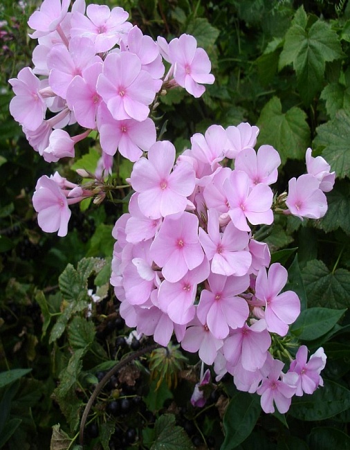 Флокс Пинки Хилл 