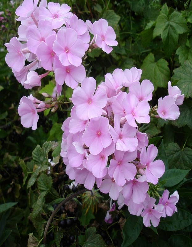 Флокс Пинки Хилл 