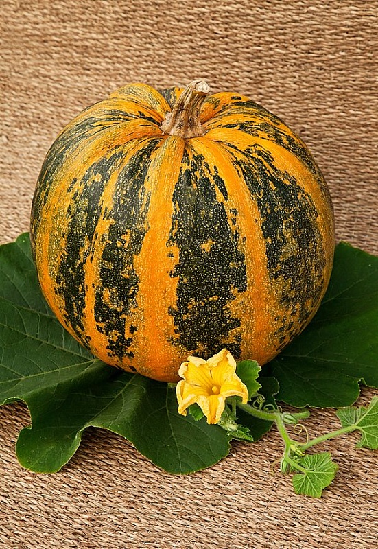 Тыква мускатная Витаминная 2 гр цв.п