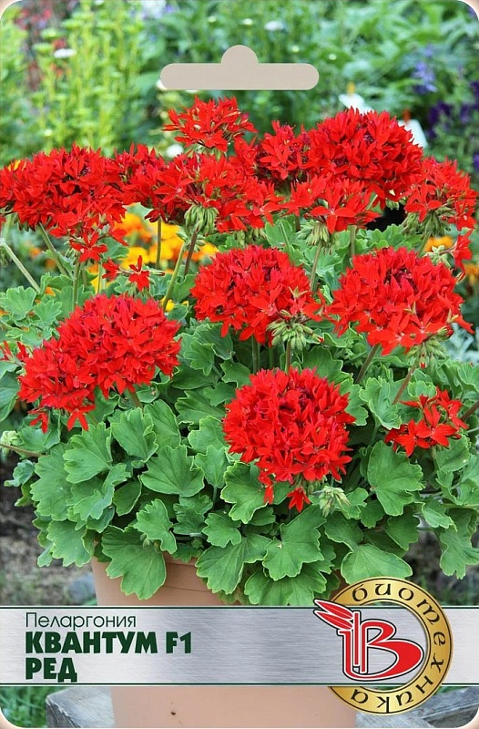Пеларгония Квантум F1 Ред 5 шт