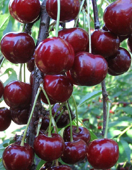 Вишня Радонеж