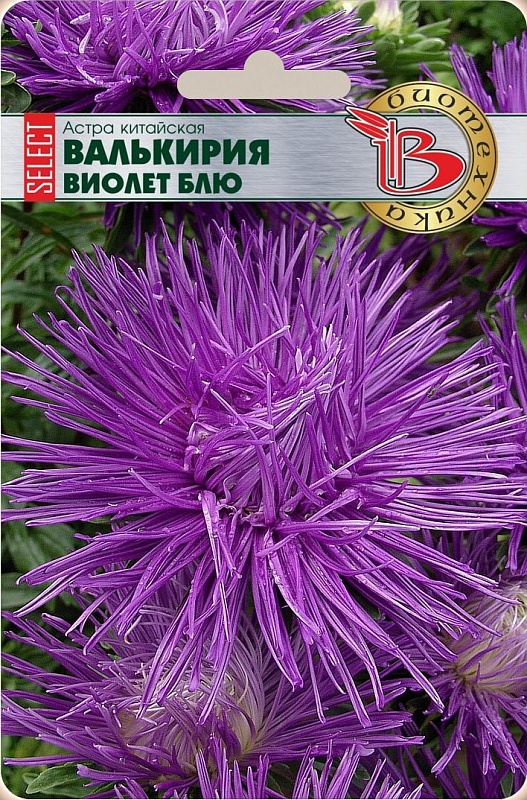 Астра Валькирия селект Виолет Блю 30 шт