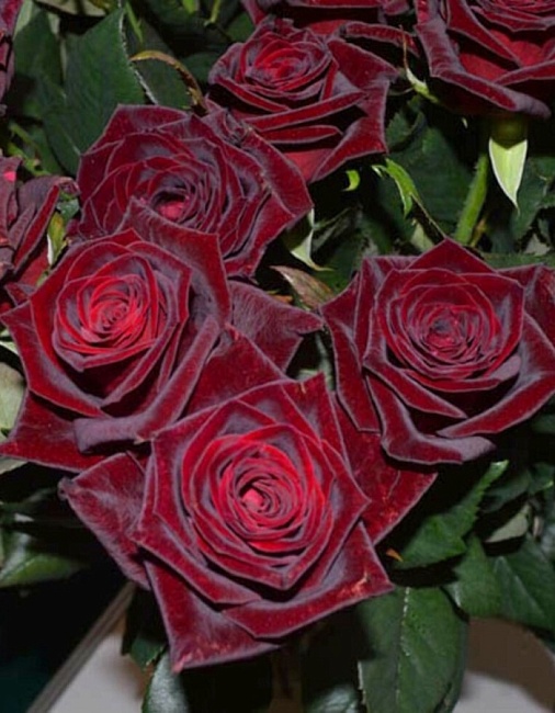 Роза чайно-гибридная Черная Магия