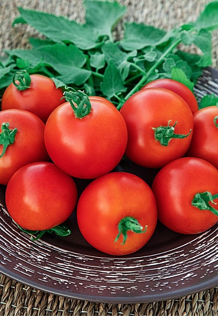 Томат Анита 0,05 гр цв.п (Сибирская серия)