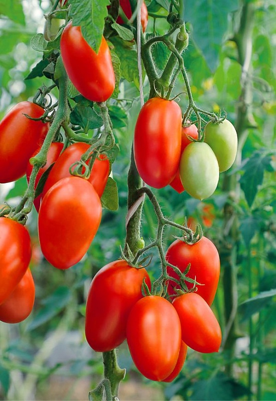 Томат Челнок 0,05 гр б.п