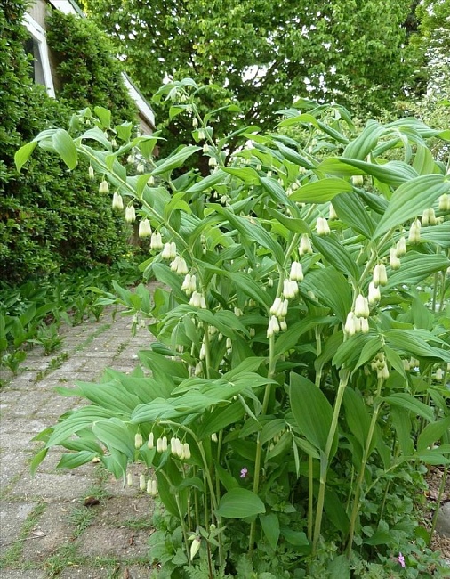 Купена многоцветковая