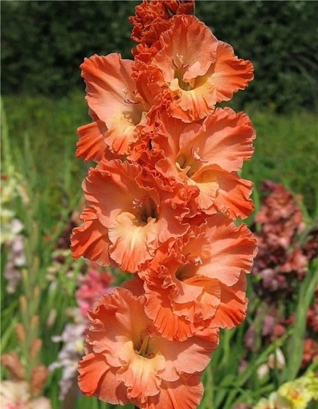 Гладиолус Барбизон 1 уп. (3 шт.)