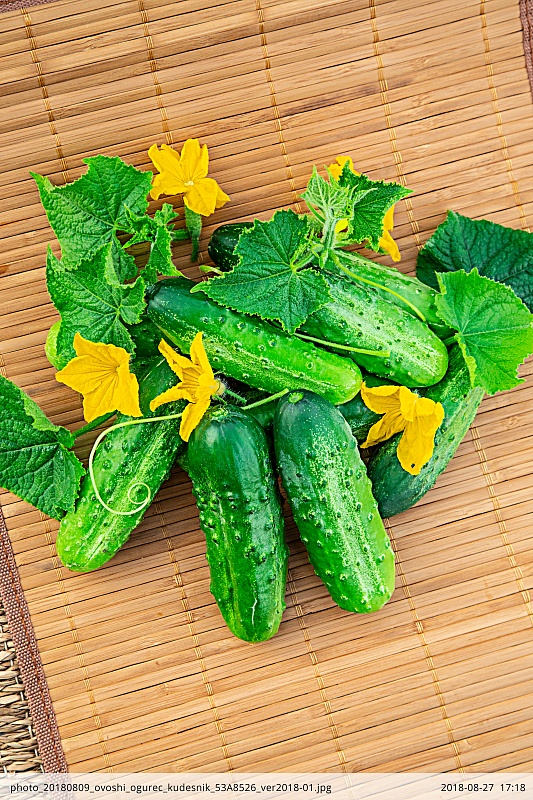 Огурец Кудесник 0,25г цв.п. (Сибирская серия)