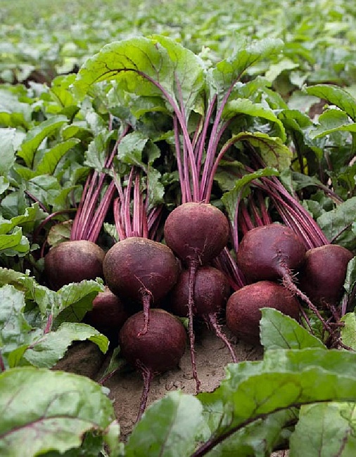 Свекла Мечта кулинара (Селекция "ВХ")  2 гр цв.п