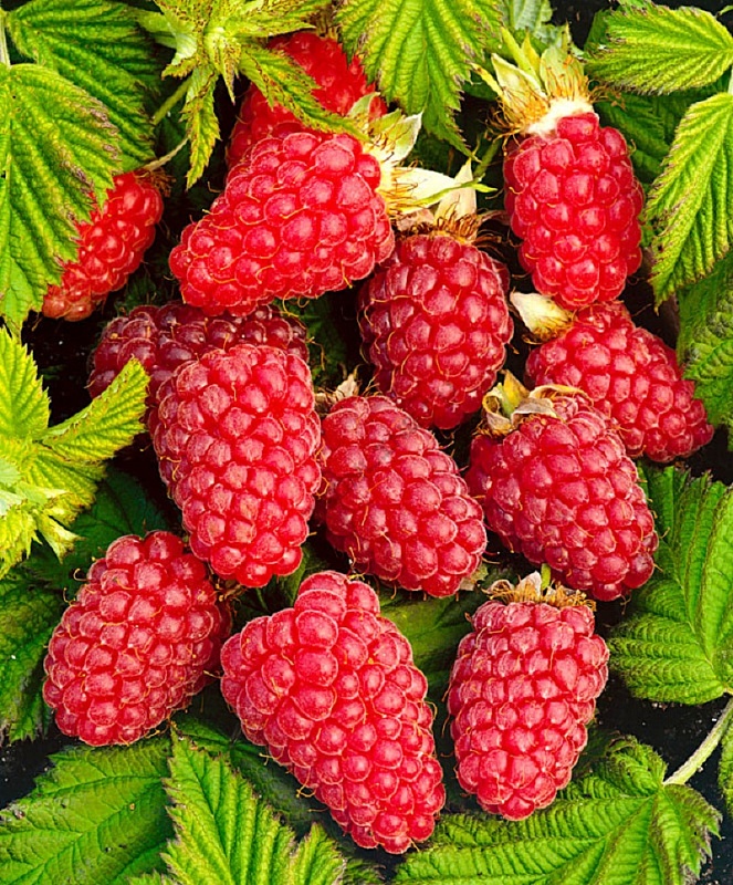 Малина ремонтантная Рубиновое Ожерелье 