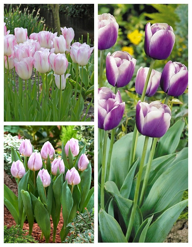 Набор Тюльпанов " Муза "  9 шт.