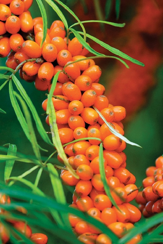 Облепиха Любимая