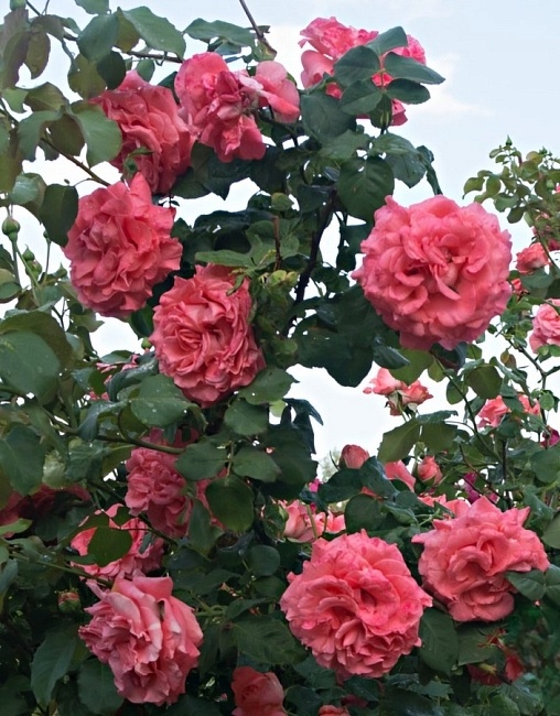 Роза плетистая Ди Ди Бриджуотер