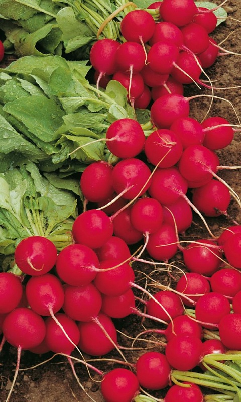 Редис Крошка - Окрошка (УД) 2 гр цв.п.