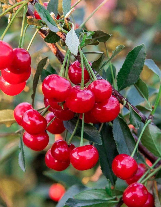 Вишня Пламенная 