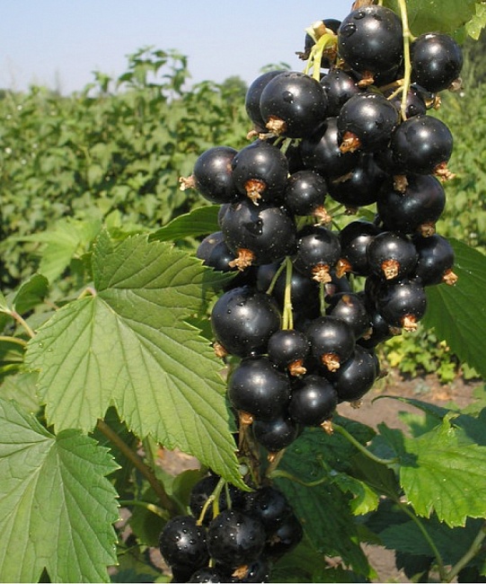 Смородина черная Багира