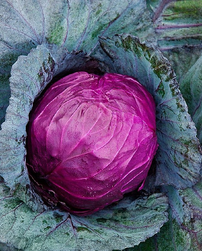 Капуста краснокочанная Рубин МС 0,3 гр  цв.п.