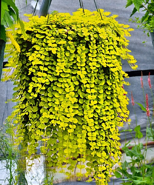 Вербейник монетчатый Ауреа ASF 1 шт Р9