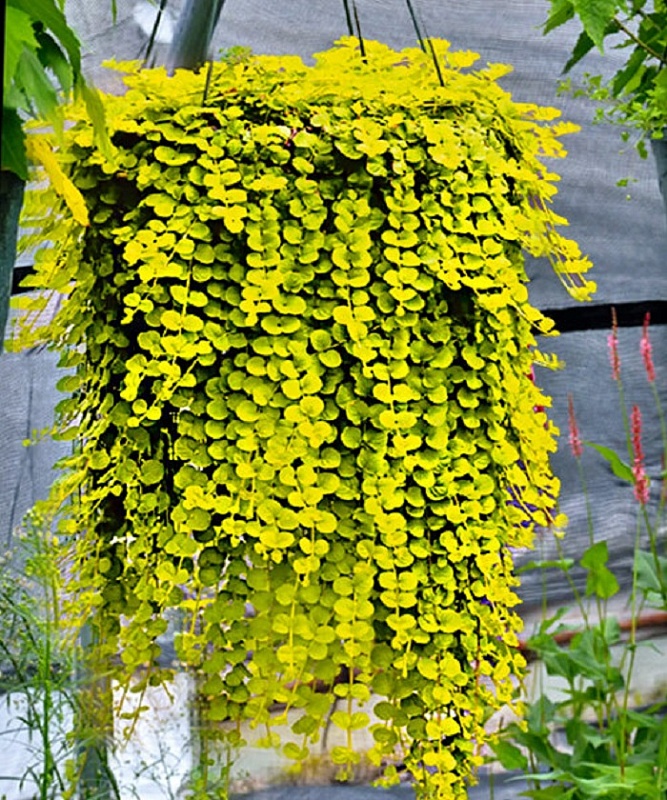 Вербейник монетчатый Ауреа ASF 1 шт Р9