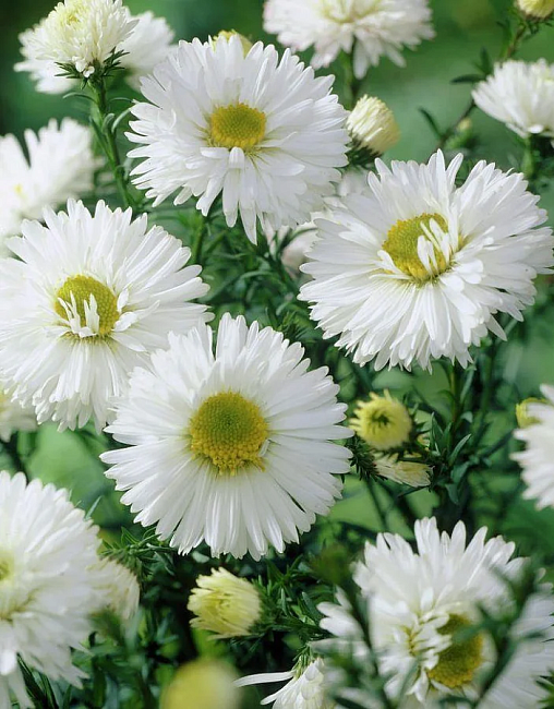 Астра новобельгийская Уайт Ледиз