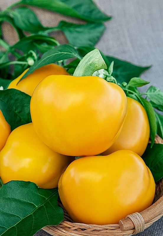 Перец сладкий Золото героя (Селекция "ВХ") 0,1 г цв/п