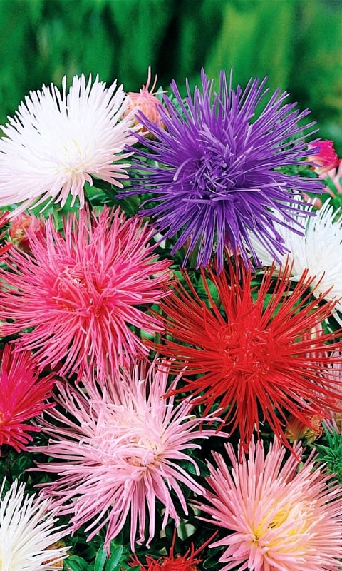 Астра игольчатая Гигантские лучи (УД) 0,25 гр цв п