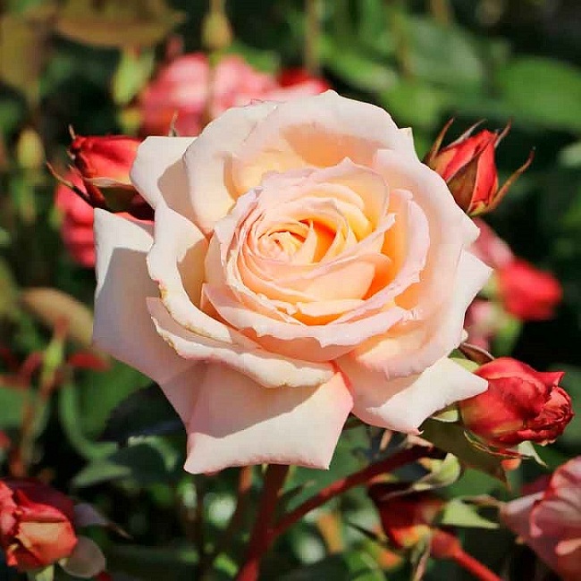 Роза плетистая Эбав олл