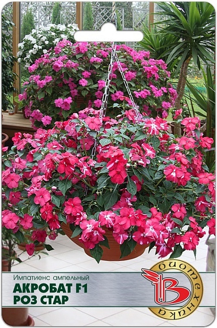 Бальзамин (импатиенс) ампельный Акробат F1 Роз Стар 8 шт