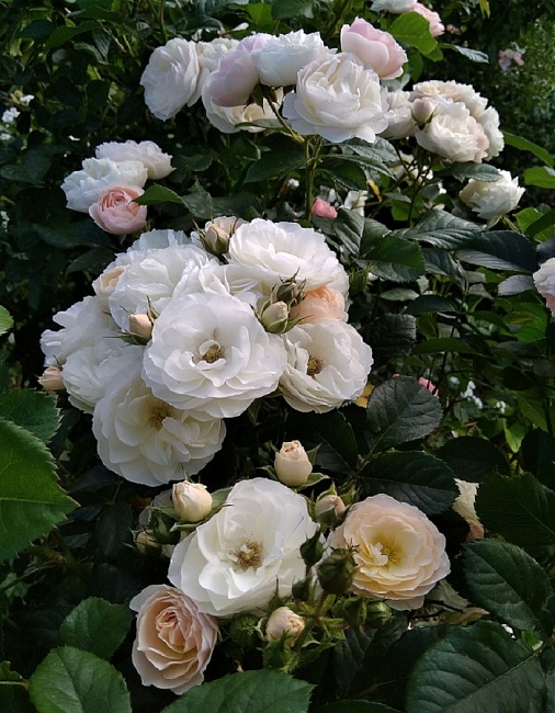 Роза мускусная Буке Парфе