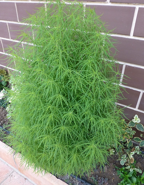 Кохия Летний кипарис (УД) 0,1 гр цв п