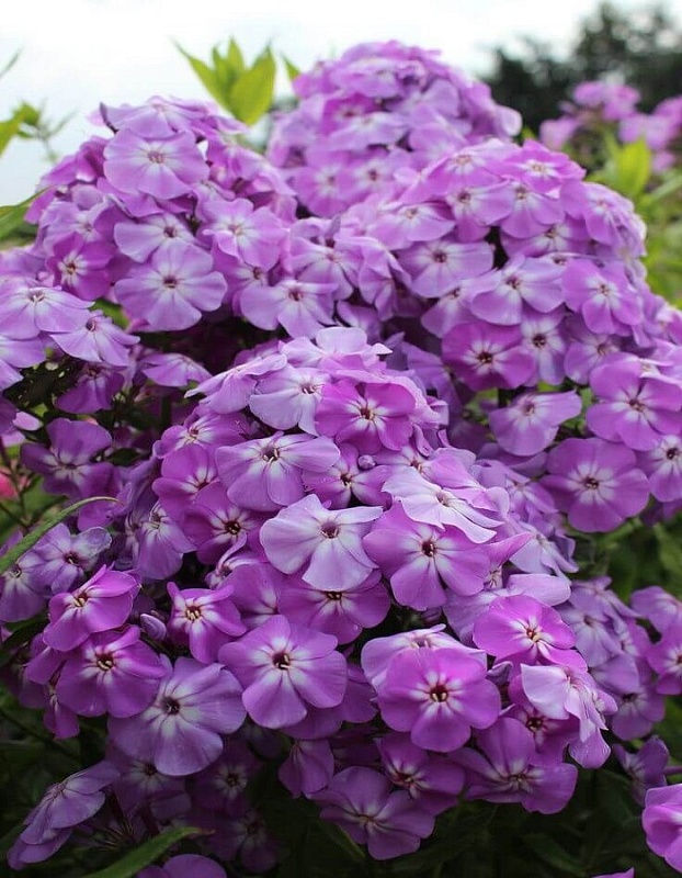 Флокс Голиаф 