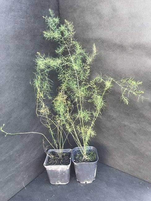 Спаржа Аржентельская 1шт р9