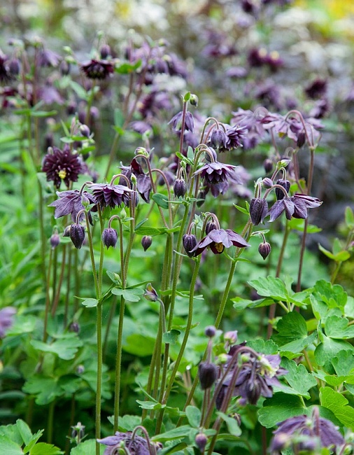 Аквилегия Барлоу Блэк ASF 1 шт Р9