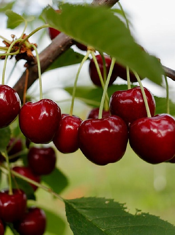 Вишня Заранка 