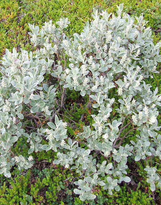 Ива Лоната ASF 1 шт Р9