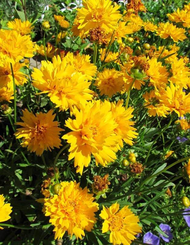 Кореопсис Затея ASF 1 шт Р9