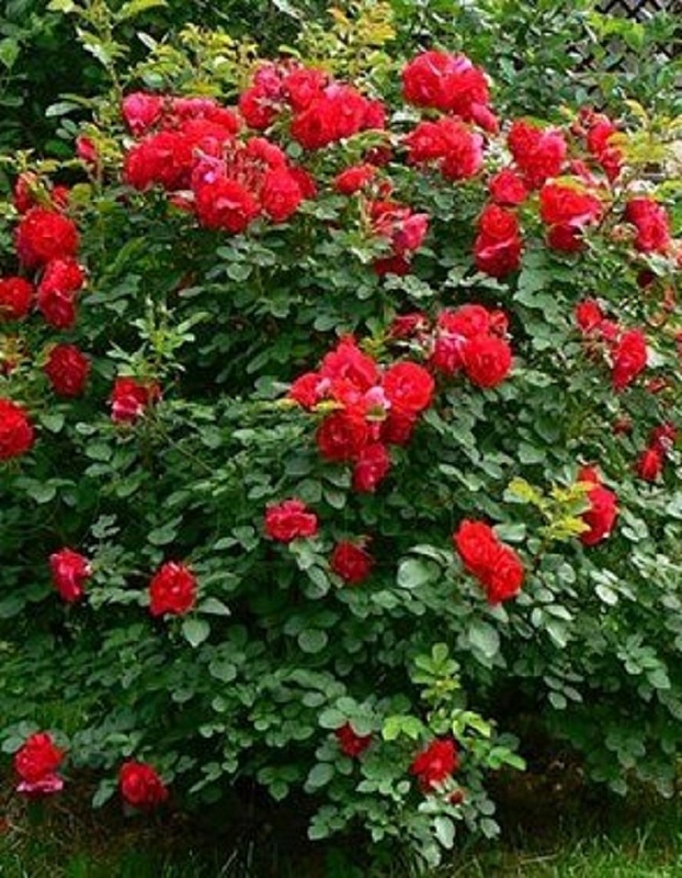 Роза кустовая Эмили Карр