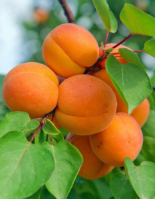 Абрикос Профессор Скворцов 