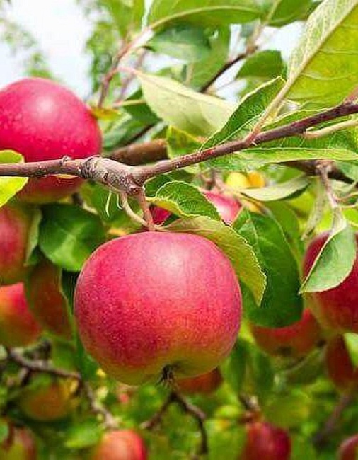 Яблоня Елена 