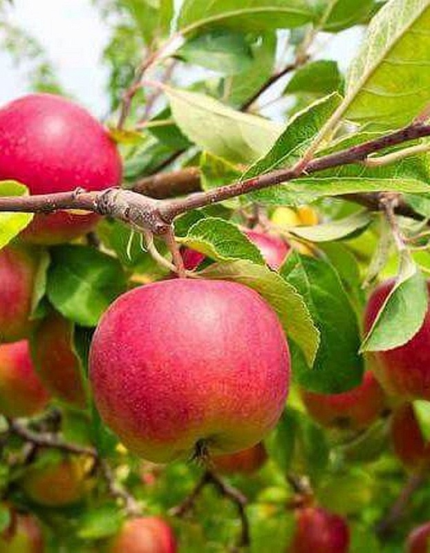 Яблоня Елена 