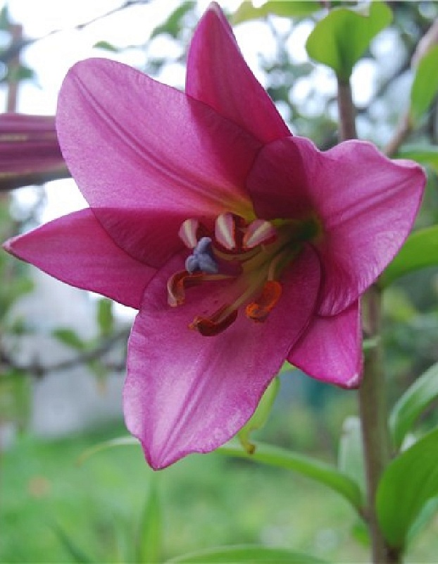 Лилия Мияби 