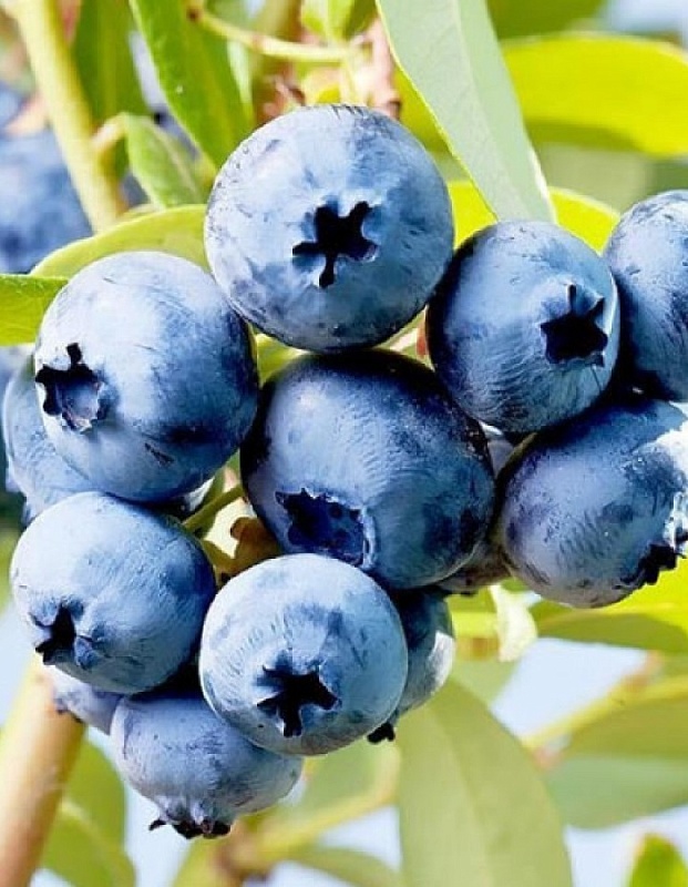 Голубика высокорослая американская Элизабет