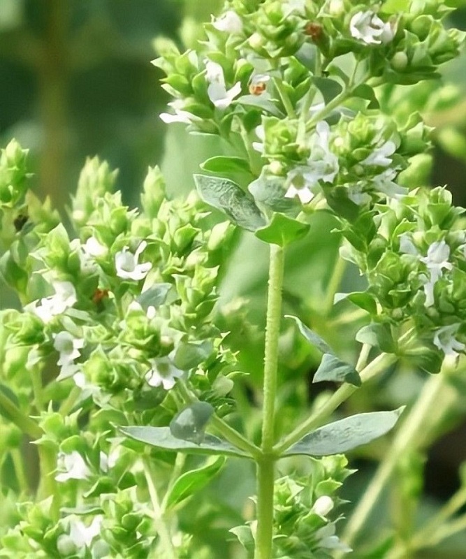 Душица Греческий орегано ASF 1 шт Р9