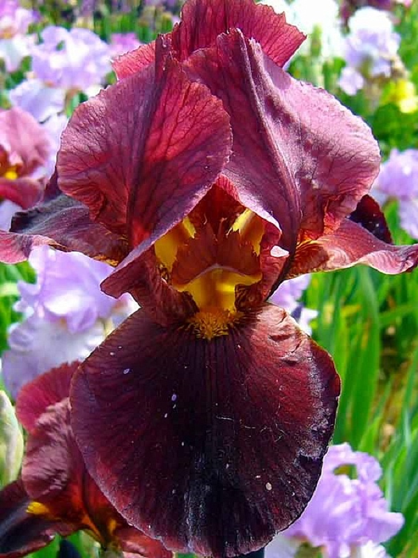 Ирис Кальенте